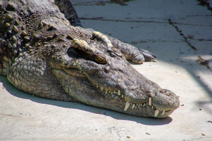 image of a crocodile