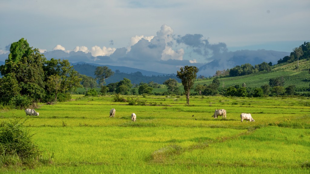 photo of cattle grazing in samlout district